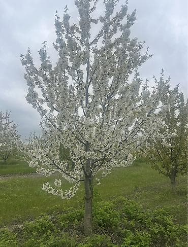 QUBADA BAKI RUSİYA YOLU ÜZƏRİNDƏ HAZIR GƏLİR GƏTİRƏN GİLAS BAĞI — 6