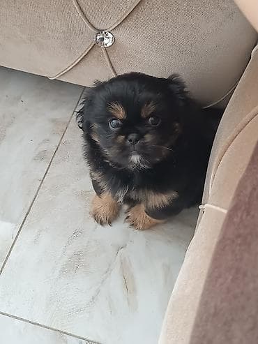 Pekines lalafo.az -da Pekines