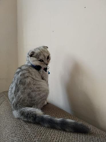 erkək pişik adları: Britan yastı qulaq, Erkək, Ünvandan götürmə — 3