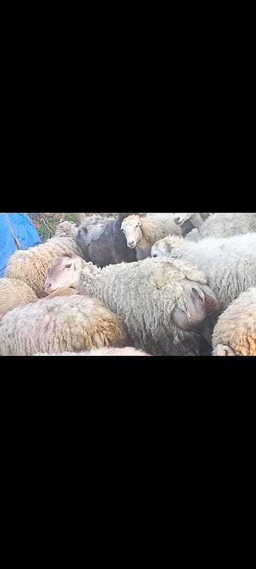 ev heyvanları satışı: 6 Ədəd Tam Sağlam Heyvan satilir 1ədəd Doğmamis Toğlu 1 ədəd 2ci — 2