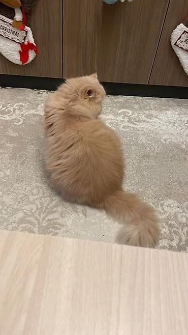 gence pisik: Meyn-kun — 2