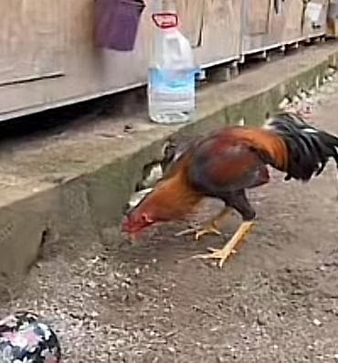 cins inekler azerbaycanda: Xoruz, il: 1, Ünvandan götürmə, Ödənişli çatdırılma — 2