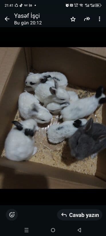 Digər heyvanlar: Dovşan yemi 1kq 2azn Bala Dovşanlar 5-azn Tək tək satışı 10 azn — 3