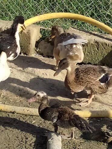 kuban ördek: Məhsul: ördəklər Təsvir: 5ədəddir - Ağ rəngli, iri cüssəli ev — 5