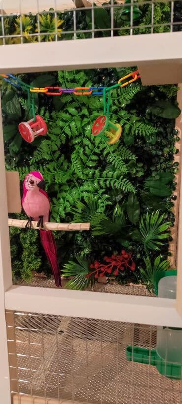 pişik üçün yuva: Papuqay,dovşan,hamster,şinşila,bildirçin,cücə,xamyak,pişik,quş,tısbağa — 4