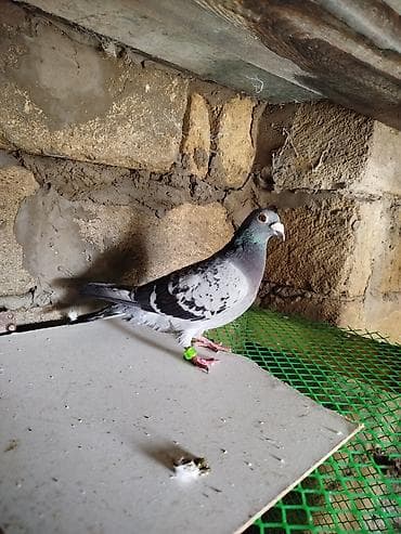 goyercinlər: Dırakon maya — 2