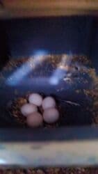 большая клетка для попугая: 🐦 Black face cavan cüt ilk balalar gəlir! 🐣 Rəngləri 💙 ciddi alıcı — 2