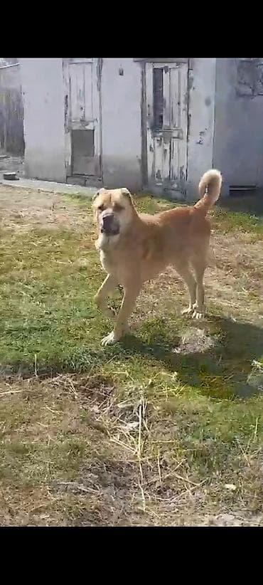 qizil baliq satisi: Erkek, Peyvəndli — 3