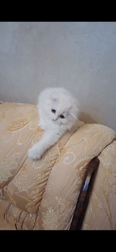 it wekilleri: Şinşilla, Erkək — 10