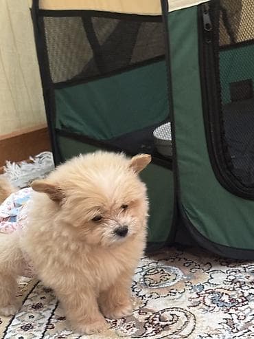 Pudel, 2 ay, Erkek, Peyvəndli, Pulsuz çatdırılma