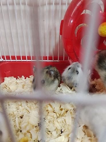 Heyvanlar üçün mallar: Cırtdan hamsterlər – qəfəs və aksesuarları ilə Məhsul təsviri: - — 7