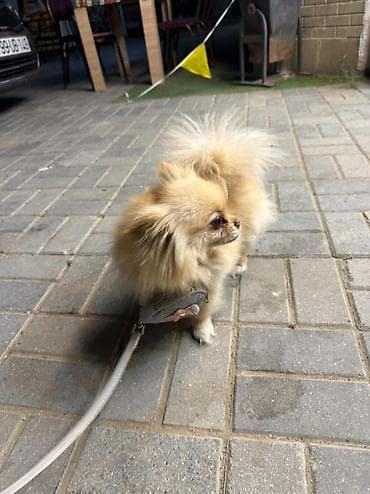 kanı kors: 🐶 Satılır – Çox Şirin Dişi Pomeranian (Spitz) 🐶 2 yaşlı, dişi, çox — 4