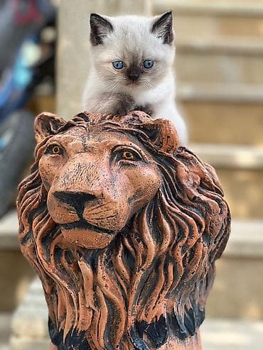 heyvan sahiblendirme: Şokolad rəng keçidlərinə və parlaq mavi gözlərinə malik, qısa tüklü — 2