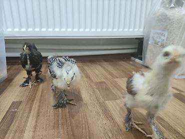 Cücələr: Toyuq cücələri, Ətlik — 9