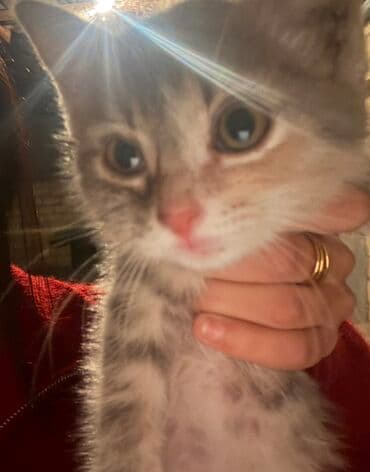 ordək balası və cucə: Yaxşı əllərə — 3