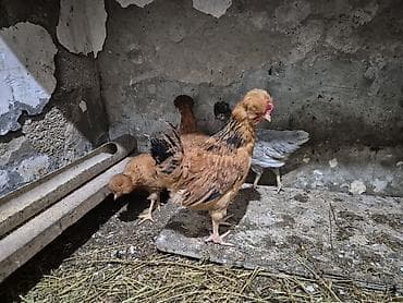 kend toyuqlari: Toyuq, Damazlıq — 9