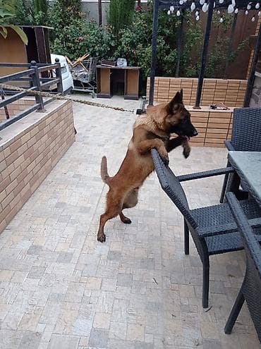 belcika avcarka: Belçika çoban iti, Erkek — 2