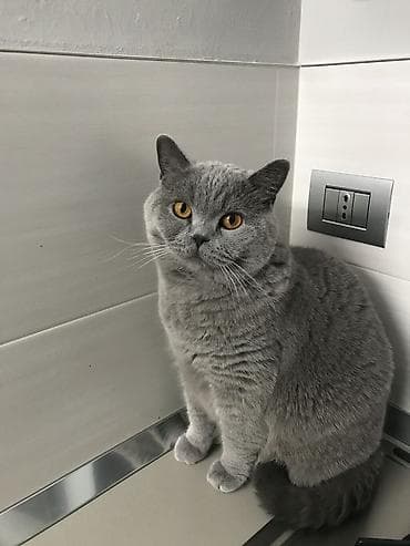 itlər bala: Britan — 1