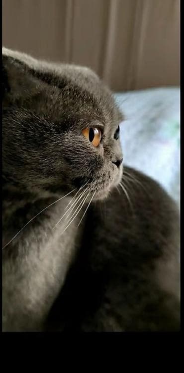 аниматоры баку: Sohotlandı Dişidir — 3