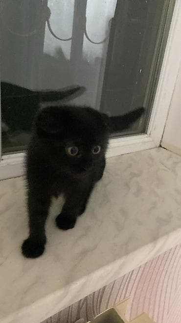 Şotland, Dişi, Yaxşı əllərə, Ünvandan götürmə