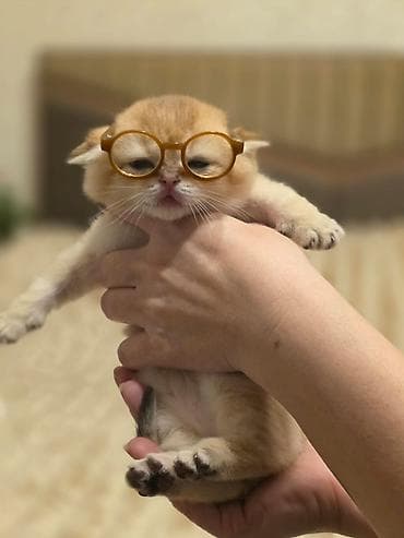 tuklu pişik: Britan — 1