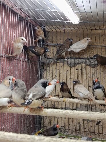 amadin yuvası: Amadin quşları Saglam 2024- 2025 uzuklu zebra amadin cutler satilir — 4