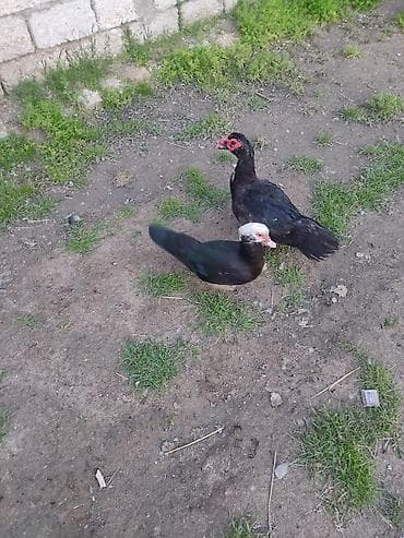 Erkey dişi cütü 45 manat - Cins: Musk/Indoutka - Rəng: qara