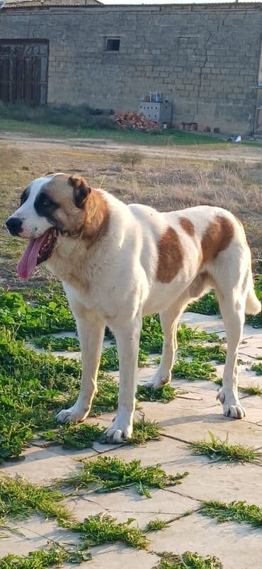 itler afçarka: Qurdbasar, 1 il, Erkek, Peyvəndli, Ödənişli çatdırılma — 1