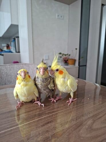 geref qusu rus dilinde: Korella 3ayliq. Adlarin bilirler rucnoydilar. Atasi daniwir 5soz — 1