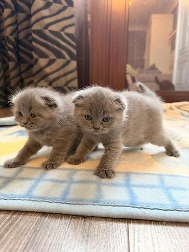 Heyvanlar üçün mallar: Britan yastı qulaq, Erkək, Yaxşı əllərə, Ünvandan götürmə — 1