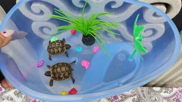 Mini Tısbağa Endirimdədir hal hazırda. 1 ədədi 20-25 manat lalafo.az -da Mini Tısbağa Endirimdədir hal hazırda. 1 ədədi 20-25 manat