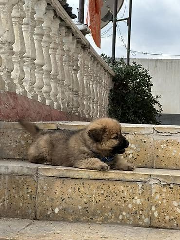 lalafo heyvanlar: Erkek, Ünvandan götürmə — 2