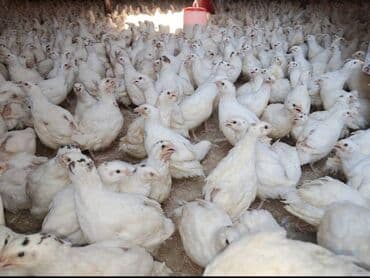 pişik daşıma qabı: Bıldırcınlar, ev şəraitində yetişdirilmək üçün əlverişli, sağlam və ağ — 4