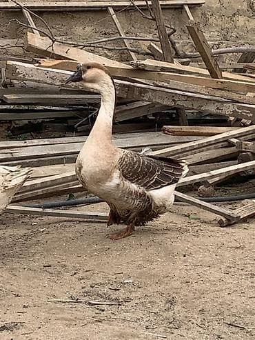 dişi dana: Dişi, Yumurtalıq, Ünvandan götürmə — 2