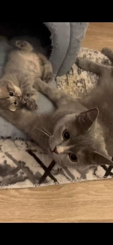 paroda pişik: Britan — 3