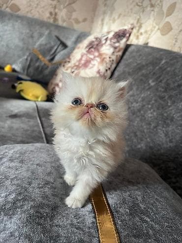 Кошки: Cins pişik balaları - Nadir, yastıqburun tipli, uzun tüklü balalar — 1