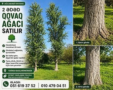 zeytun agaci satilir: Ağcabədi rayonu – 2 ədəd hündür qovaq ağacı satılır 🌳 Ağcabədi — 1