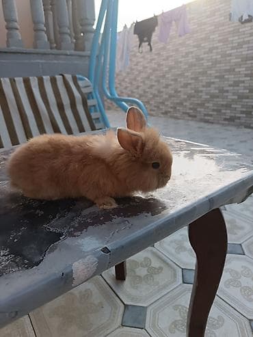 Mini lop dovşan ünvan saray polis bölmesi teref - Cins: dekorativ — 7