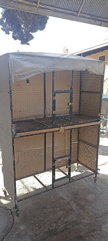 Yuvalar: Qəfəs təcili satilir — 2