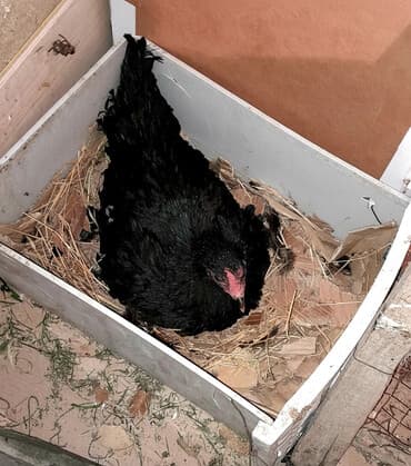 породистые кошки в добрые руки: Курица, Для яиц — 1