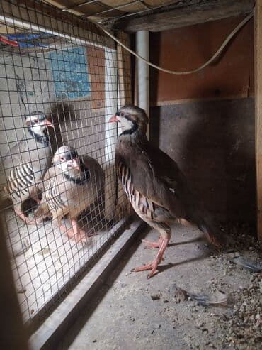 keçi buynuzu qiyməti: Bir illik kəklik 4 ədədi satılir dişidi biri 27 man istəyən olsa — 3