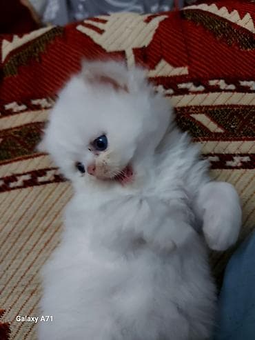 pisik geyimleri: Dişi — 5