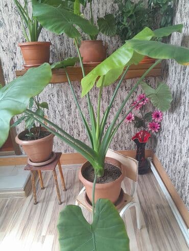 sine boyuden bitki: Geniş və parlaq yaşıl yarpaqları olan bu bitki, interyerə təbiilik və — 4