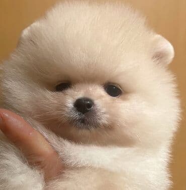 ağ itlər: Şpitz, 2 ay, Dişi — 4