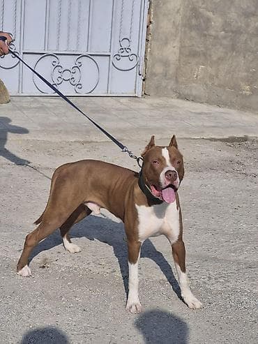 pitbul satışı: Pitbul, 1 il, Erkek, Ödənişli çatdırılma — 3