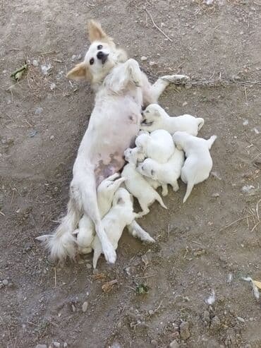 sort itler: С прививками — 9