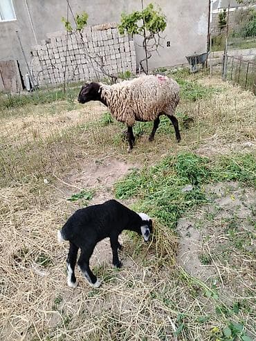 it satisi afcarka: Ana ala qoyun, quzu su erkəkdi. Qiyməti 400m.qoyun iri qoyunu, dişləri — 4