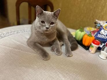 pişim: Şotland, Erkək, Cütləşmə üçün, Ödənişli çatdırılma — 2