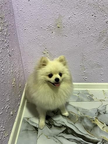 Gəmiricilər: Şpitz — 1