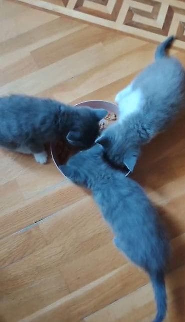 pişik erkek: Britan, Erkək, Dişi — 9